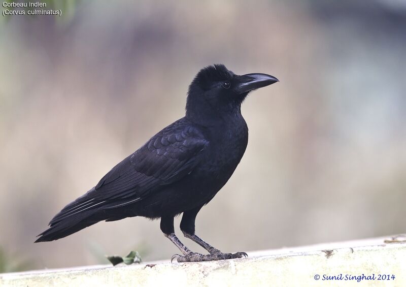 Corbeau indienadulte, identification