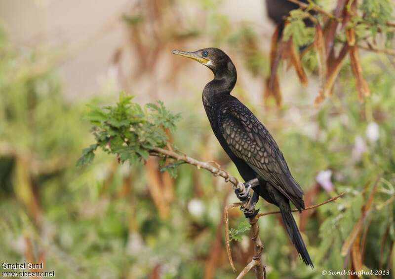 Indian Cormorantadult breeding, identification, Behaviour