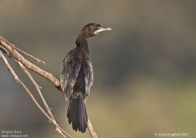 Little CormorantSecond year, identification