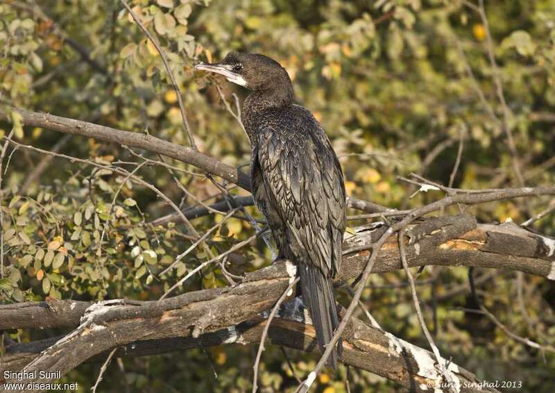 Cormoran de Vieillot2ème année, identification