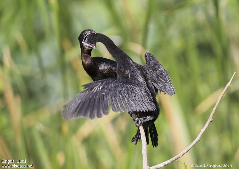 Cormoran de Vieillot, mange, Nidification, Comportement