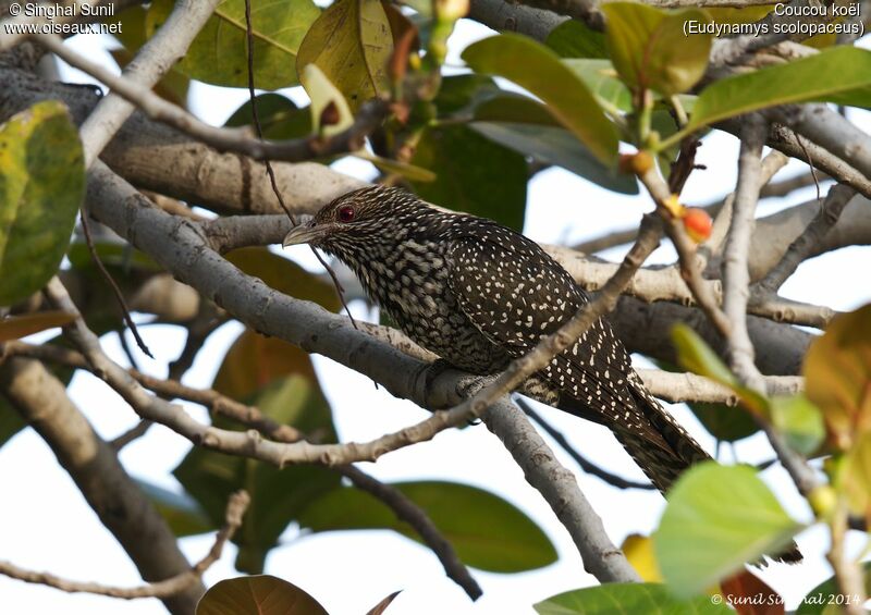 Asian Koel female adult, identification