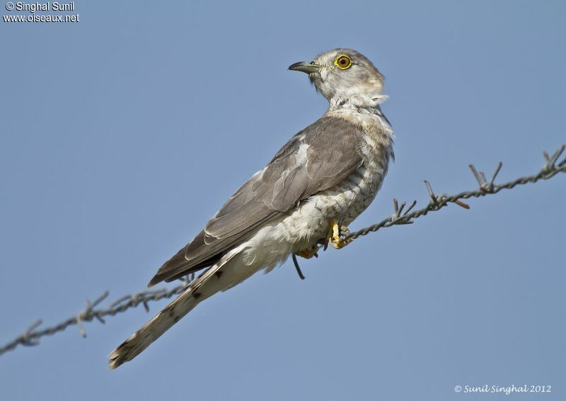 Common Hawk-Cuckooadult, identification