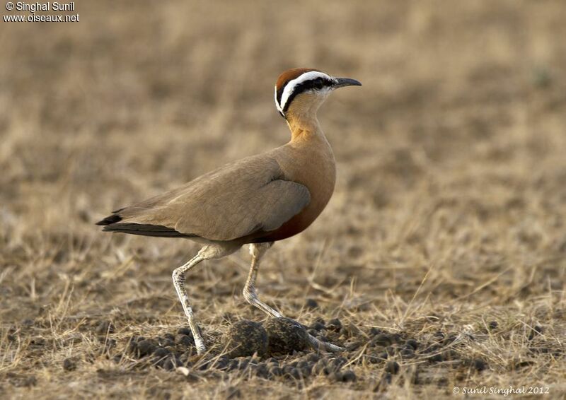 Indian Courseradult, Reproduction-nesting