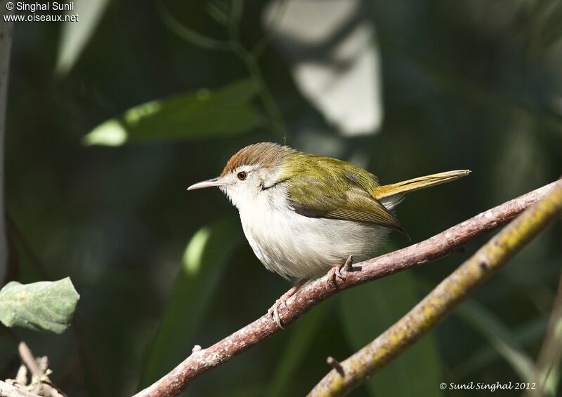 Common Tailorbird