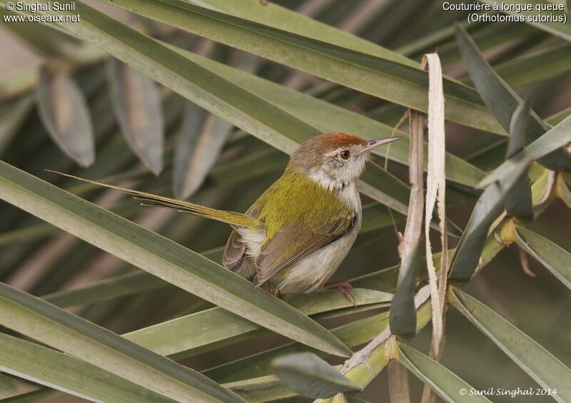 Common Tailorbirdadult, identification