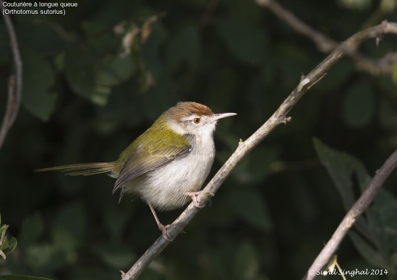 Common Tailorbirdadult, identification