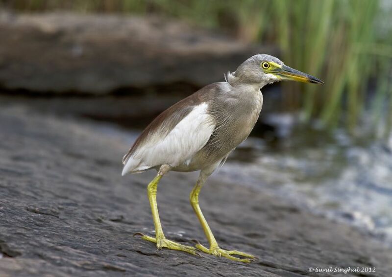 Indian Pond Heron