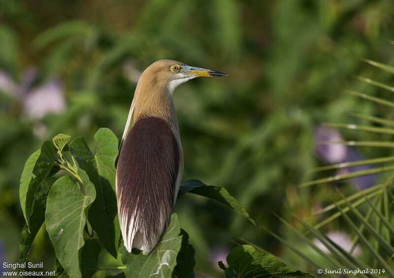 Indian Pond Heronadult breeding, close-up portrait, aspect