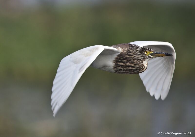 Indian Pond Heronadult, Flight