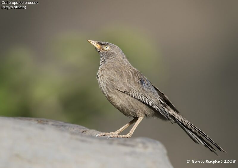 Jungle Babbler