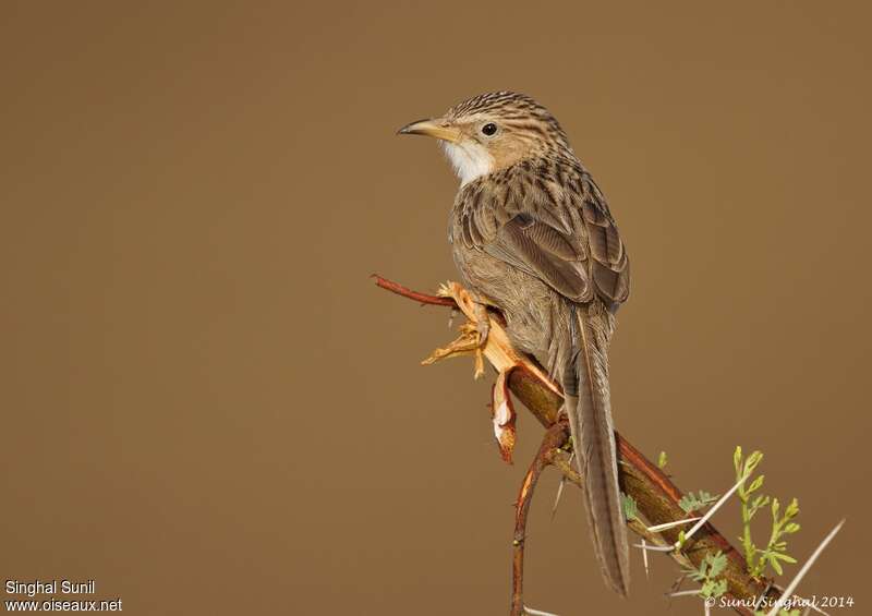 Common Babbleradult