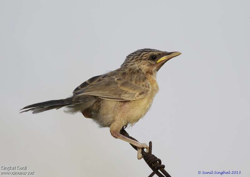 Common Babblerjuvenile, identification