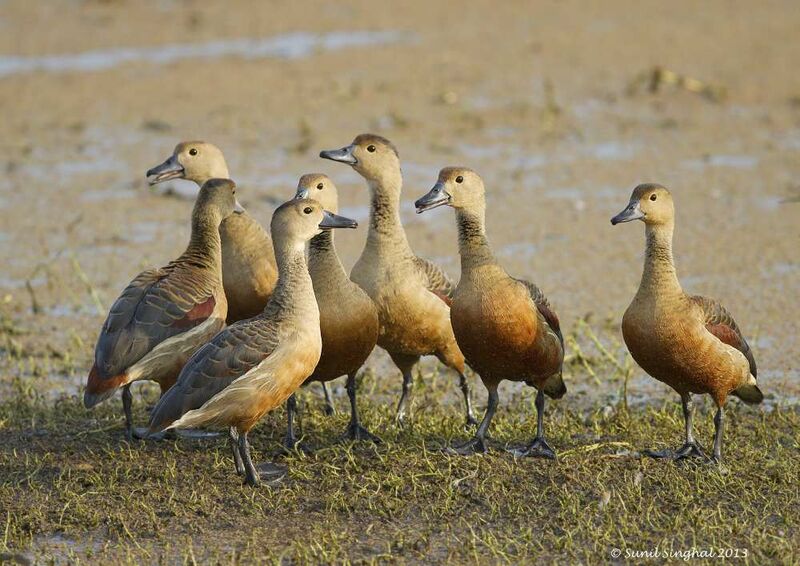 Lesser Whistling Duck