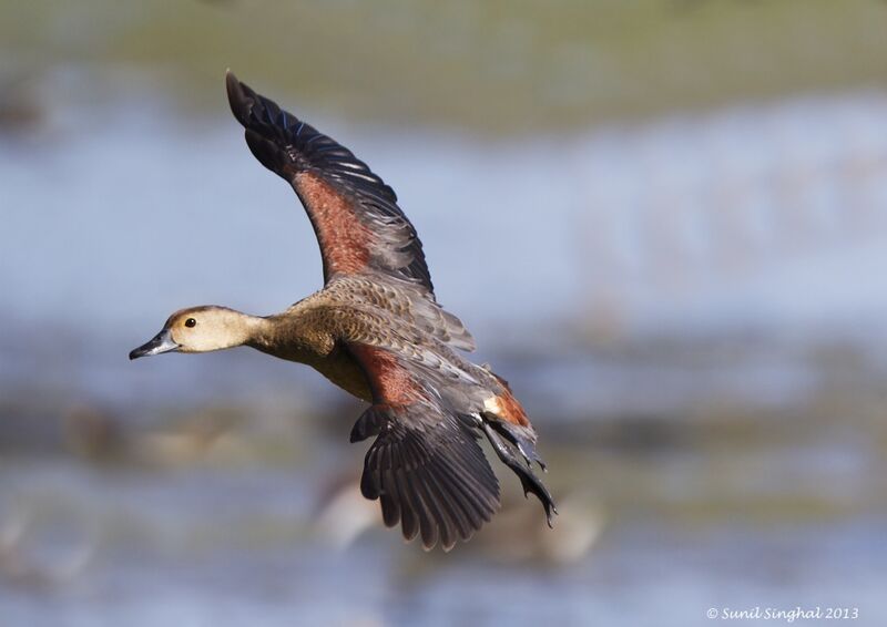 Lesser Whistling Duck