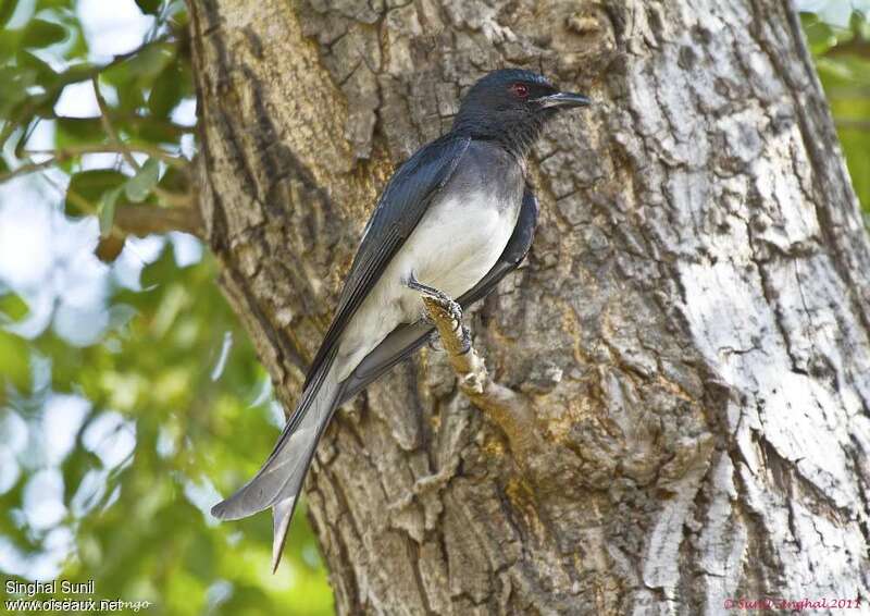 White-bellied Drongoadult