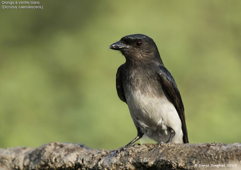 Drongo à ventre blancadulte, identification, Comportement