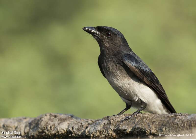 White-bellied Drongoadult, aspect, Behaviour