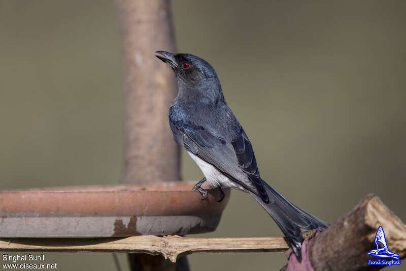 Drongo à ventre blancadulte, identification, boit, Comportement