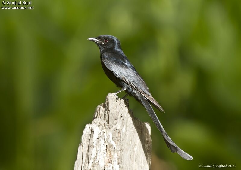 Black Drongoadult, identification