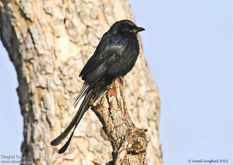 Black Drongoadult, identification