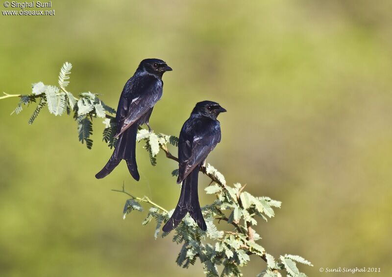 Drongo royal adulte, identification