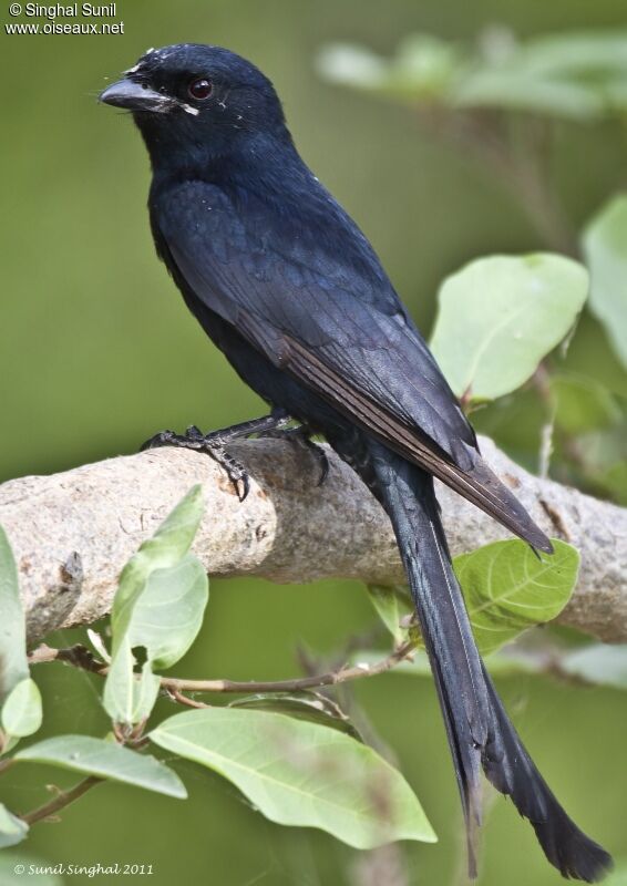 Black Drongoadult, identification