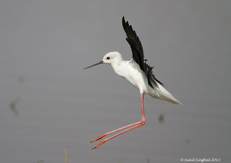 Échasse blanche