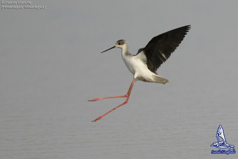 Black-winged Stilt