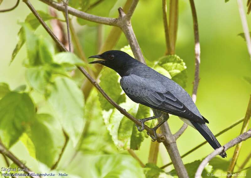 Black-headed Cuckooshrike male adult, identification, Behaviour