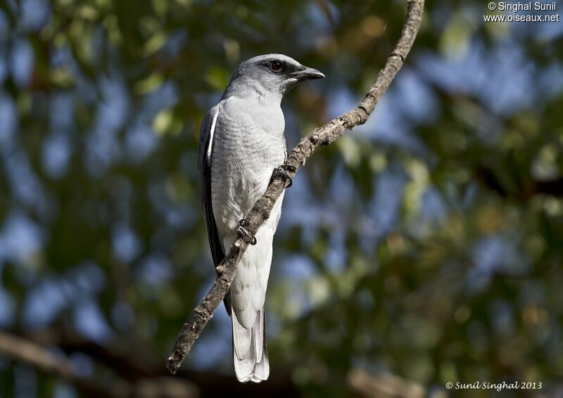 Large Cuckooshrike, identification