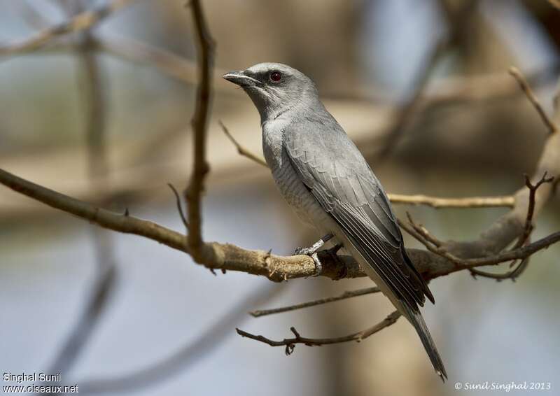 Indian Cuckooshrike, identification