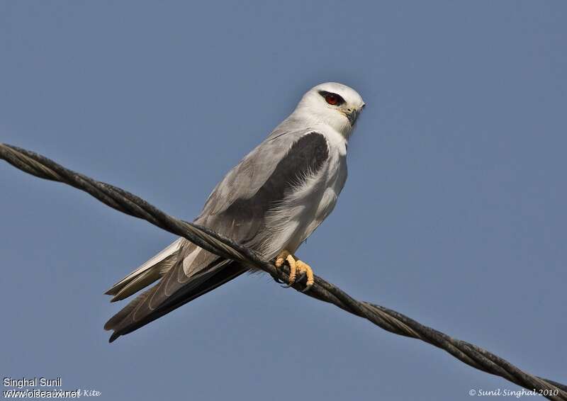 Black-winged Kiteadult, identification