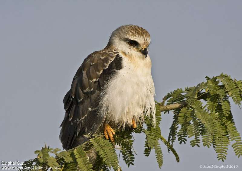 Black-winged Kitejuvenile, identification