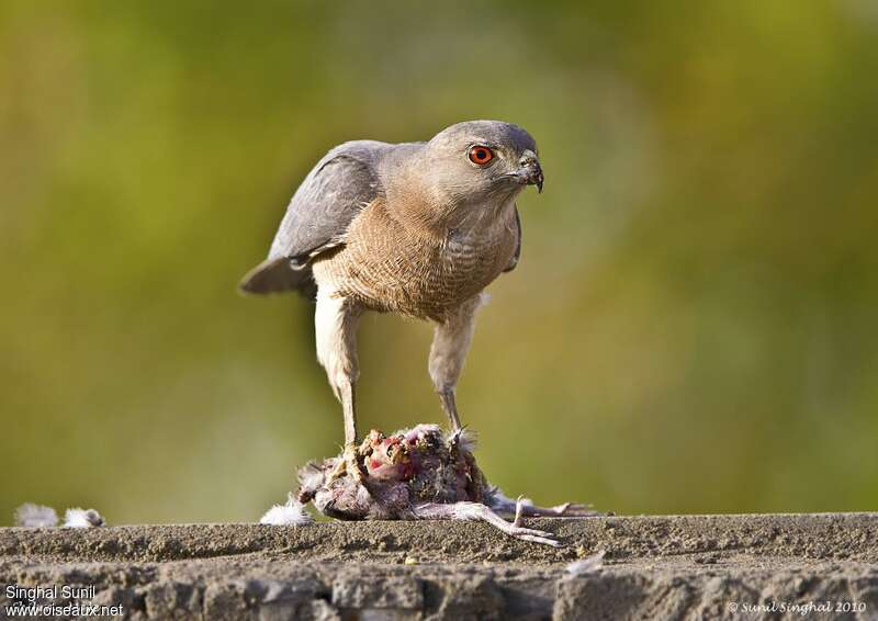 Shikra male adult, feeding habits, fishing/hunting, Behaviour