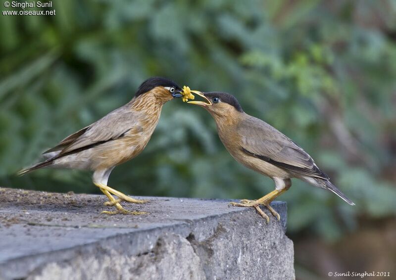 Brahminy Starlingadult, identification, Behaviour