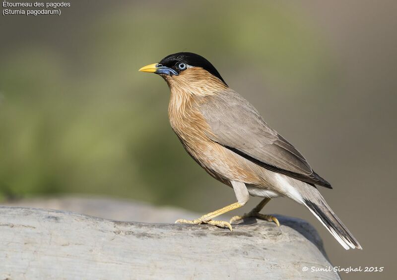 Brahminy Starlingadult, identification