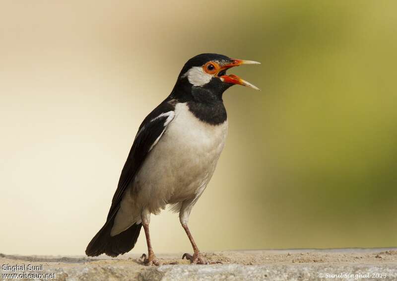 Indian Pied Mynaadult, identification, Behaviour