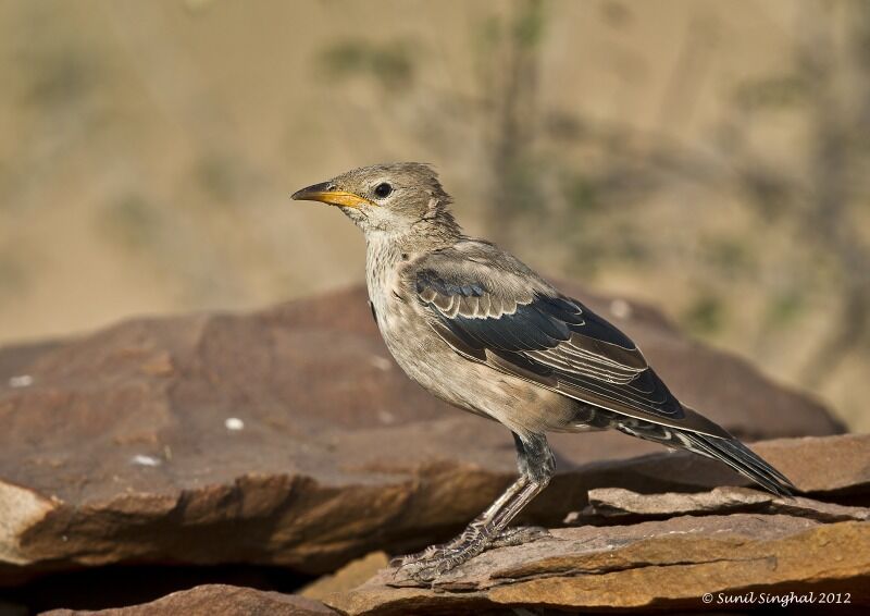 Rosy Starling