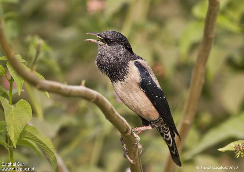 Rosy Starlingadult transition, identification