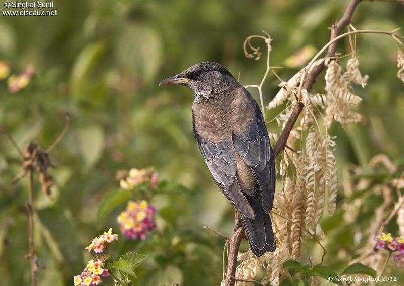 Rosy Starlingadult, identification