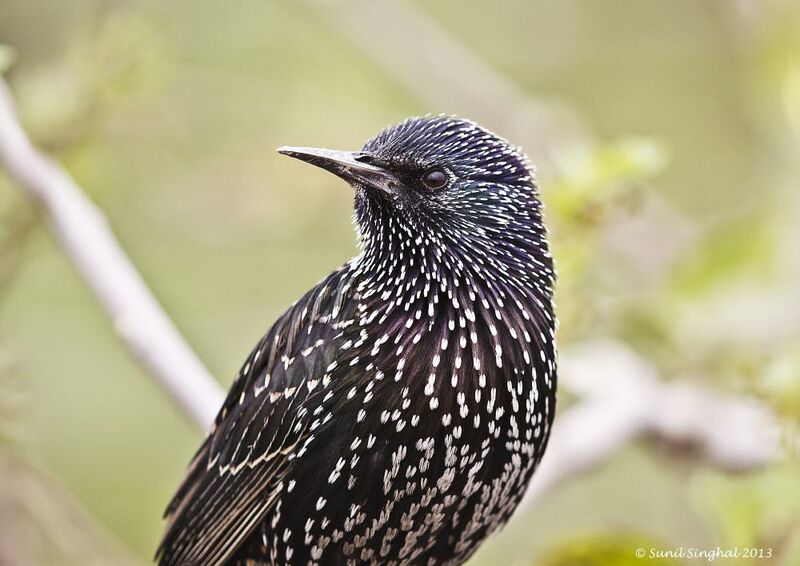 Common Starling