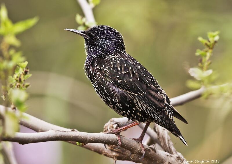 Common Starling