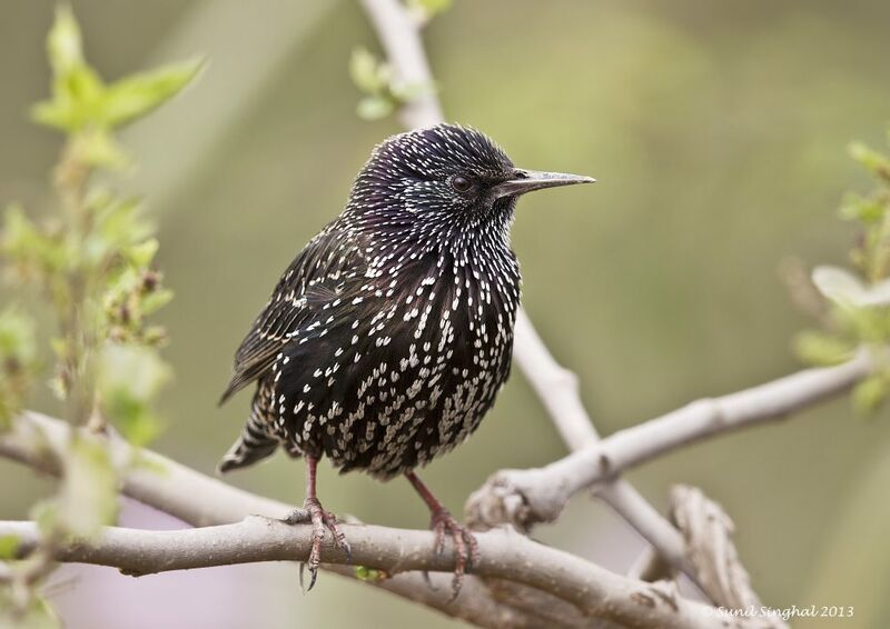 Common Starling