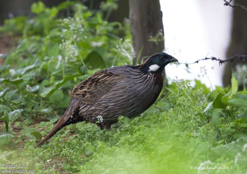 Eulophe koklass mâle adulte, identification