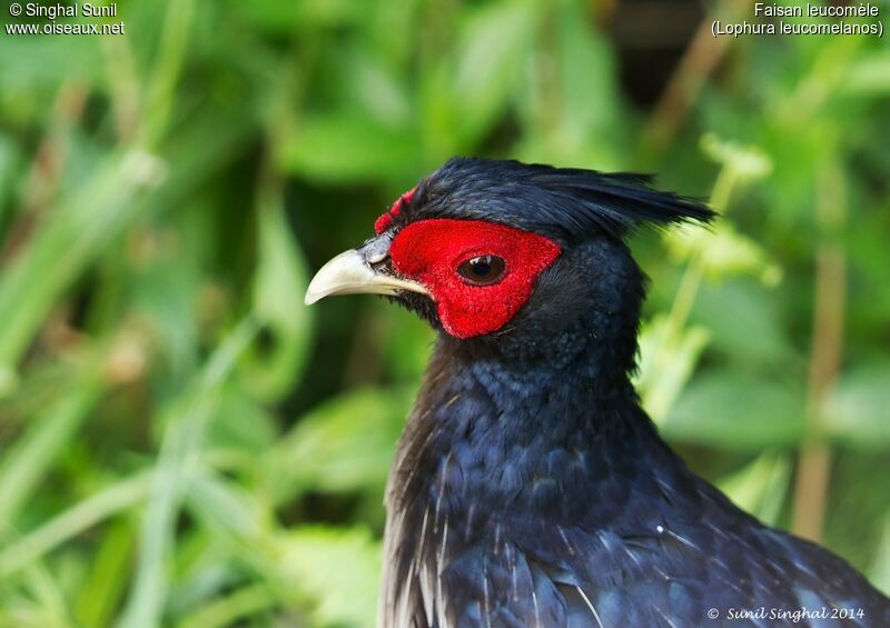 Kalij Pheasant male adult, identification