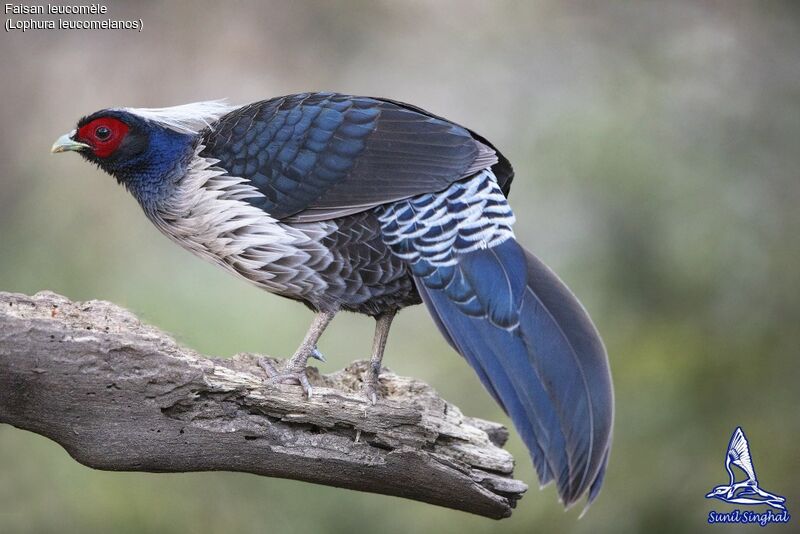 Faisan leucomèle mâle adulte, identification