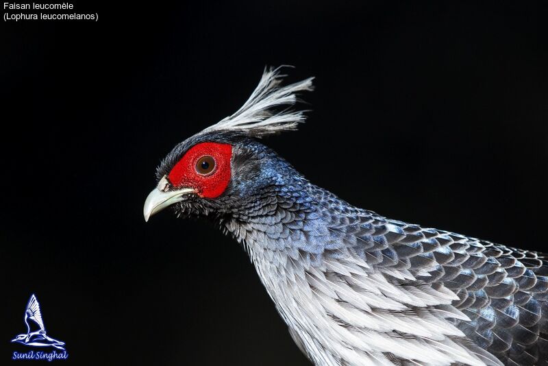 Kalij Pheasant male adult, close-up portrait