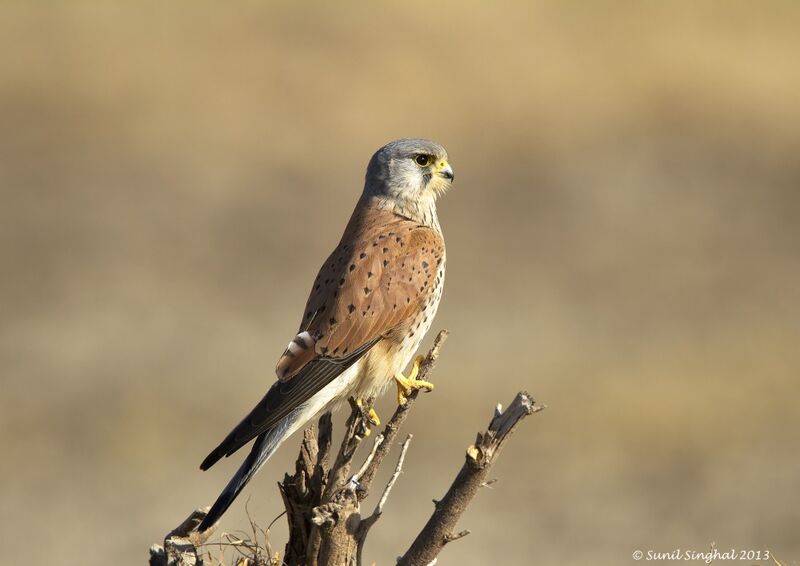 Common Kestrel