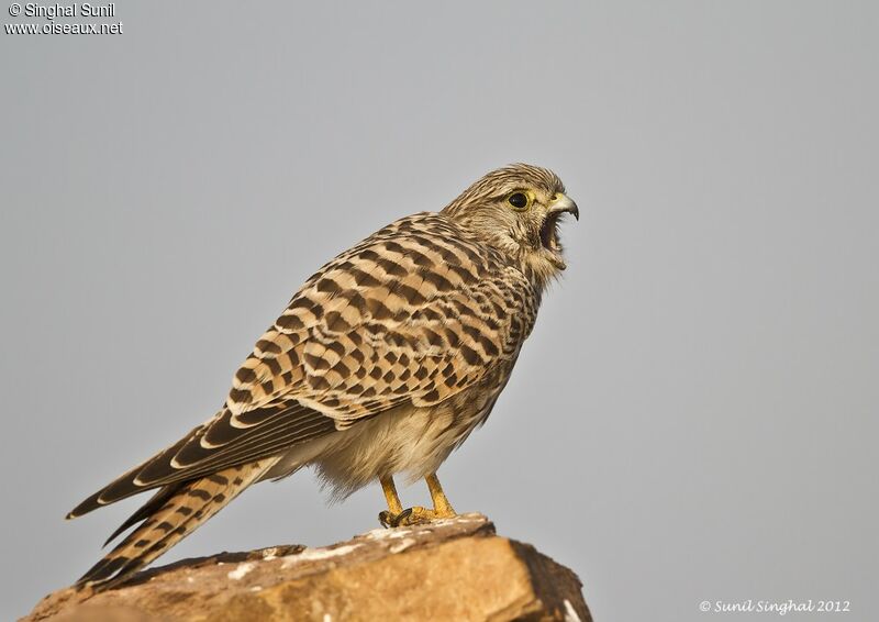 Faucon crécerelleadulte, identification, Comportement